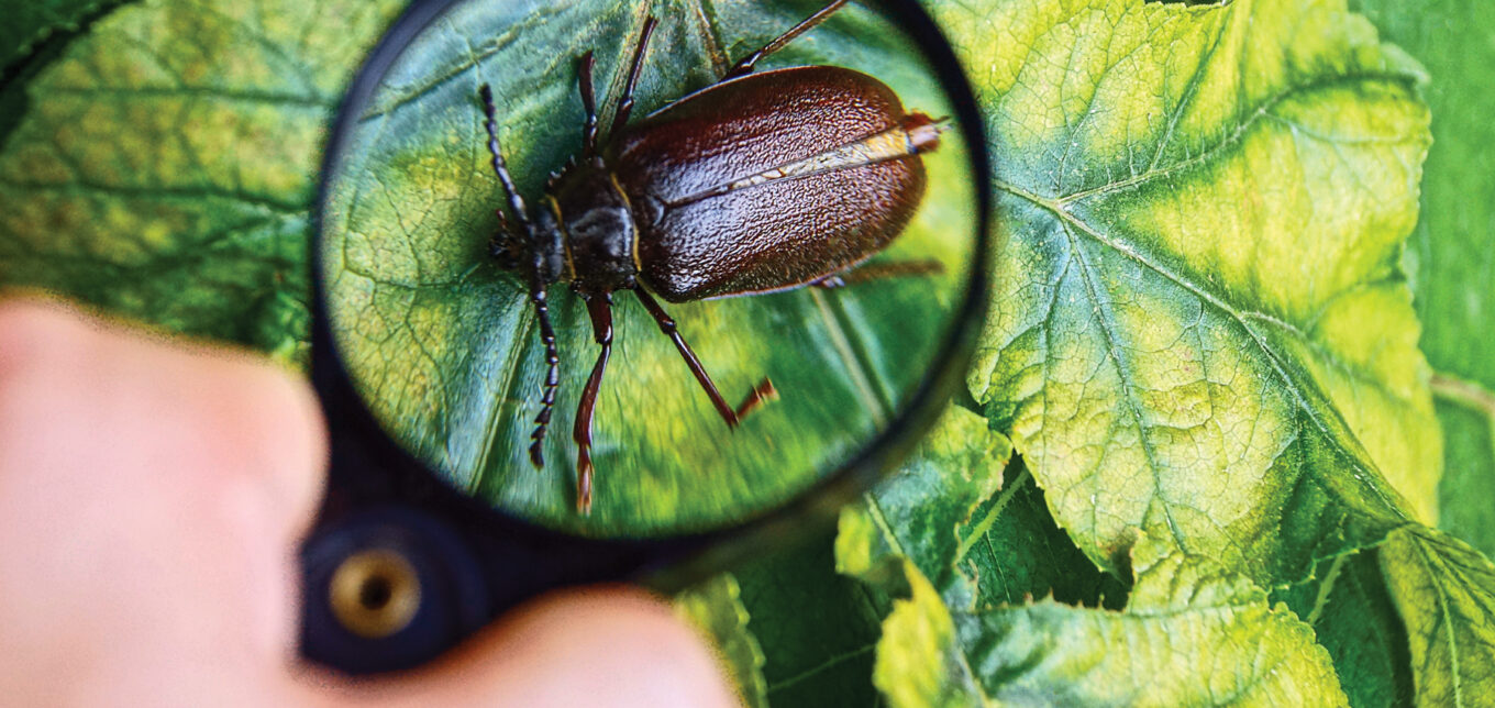Bug Hunt: Bugs on the Move – Mother Earth News - Vimarsana News